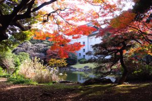 東京国立博物館庭園にあるお池