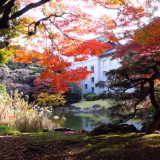 東京国立博物館庭園にあるお池