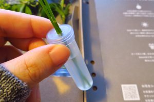 一輪ずつ水差しに入れられて届くお花の宅配「FLOWER」