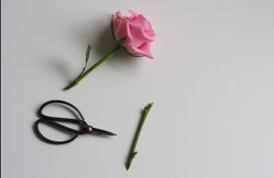 お花の切り方（イメージ写真